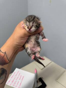 Fanciful Francis -  Domestic Short Hair Cat for Adoption in Bloomington, Indiana - Fanciful Francis | PetCurious