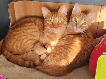 Sweet Buddies - Pretty Tang & Handsome Jules - Loving & Gentle -  Tabby and Tiger Cat for Adoption in Metairie, Louisiana - Sweet Buddies - Pretty Tang & Handsome Jules - Loving & Gentle | PetCurious