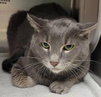 Ash -  Domestic Short Hair Cat for Adoption in Eugene, Oregon - Ash | PetCurious