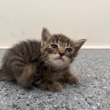 Chanel -  Domestic Short Hair Cat for Adoption in Goleta, California - Chanel | PetCurious