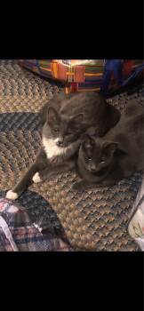 Domestic Medium Hair Cats Available for Adoption - Pea & Daisy | PetCurious