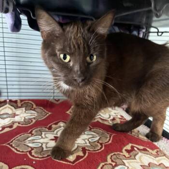 Cinnamon (26-5296) -  Domestic Short Hair Cat for Adoption in Fort Smith, Arkansas - Cinnamon (26-5296) | PetCurious
