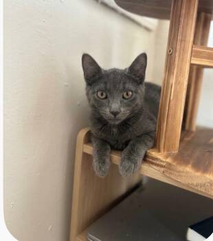 Buzz (Bonded to Hertz) -  Domestic Short Hair Cat for Adoption in New York, New York - Buzz (Bonded To Hertz) | PetCurious