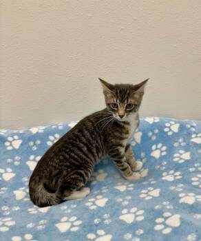 Betty -  Tabby Cat for Adoption in Newberg, Oregon - Betty | PetCurious