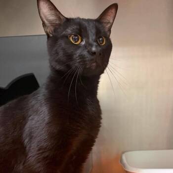 Jack Sparrow -  Domestic Short Hair Cat for Adoption in Titusville, Florida - Jack Sparrow | PetCurious