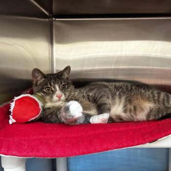 Elm -  Domestic Short Hair Cat for Adoption in Evanston, Illinois - Elm | PetCurious
