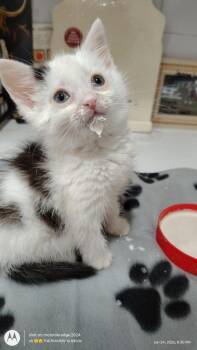Midland -  American Shorthair Cat for Adoption in Hagaman, New York - Midland | PetCurious