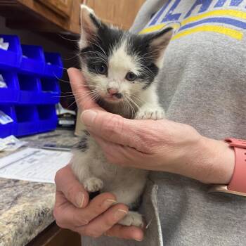 Domestic Short Hair Cats Available for Adoption in Tupelo, Mississippi - Dennis - 022402U | PetCurious