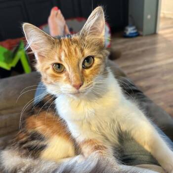 Orange Blossom Special -  Domestic Medium Hair Cat for Adoption in Fredericksburg, Virginia - Orange Blossom Special | PetCurious