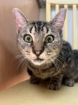 Rescue Domestic Short Hair Cats for Adoption in Hilton Head Island, South Carolina - Cady | PetCurious