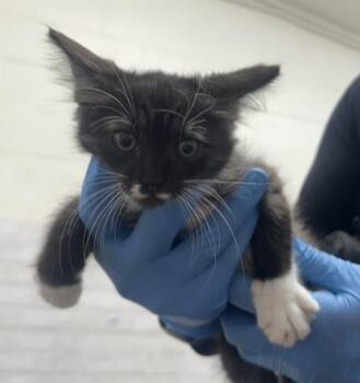 STARIE -  Domestic Medium Hair Cat for Adoption in San Bernardino, California - STARIE | PetCurious