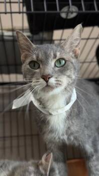 26-543 -  Domestic Short Hair Cat for Adoption in Barnesville, Georgia - 26-543 | PetCurious
