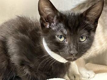 Domestic Short Hair Cats Available for Adoption in Tustin, California - VISION | PetCurious