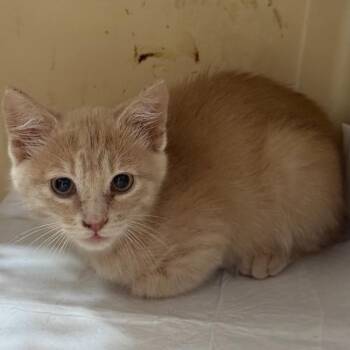 Buffy -  Domestic Short Hair Cat for Adoption in Trenton, New Jersey - Buffy | PetCurious