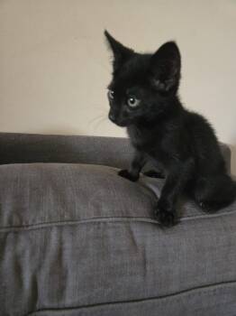 Dolphin -  Domestic Short Hair Cat for Adoption in Philadelphia, Pennsylvania - Dolphin | PetCurious