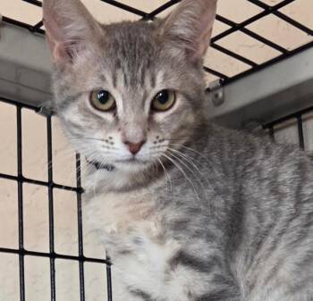 Blythe -  Tabby and Domestic Short Hair Cat for Adoption in Las Cruces, New Mexico - Blythe | PetCurious