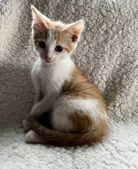 Rescue Domestic Short Hair Cats for Adoption in Rochester, Indiana - Walker | PetCurious