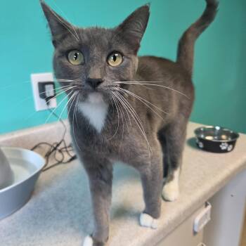 Sephora -  Domestic Short Hair Cat for Adoption in Brookings, South Dakota - Sephora | PetCurious