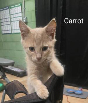 Carrot -  Domestic Short Hair Cat for Adoption in Seneca, South Carolina - Carrot | PetCurious