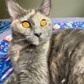 Angie -  Domestic Medium Hair Cat for Adoption in Torrey, Utah - Angie | PetCurious