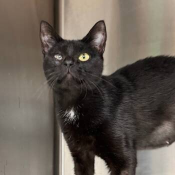 Rescue Domestic Short Hair Cats for Adoption in Marion, Virginia - Endora | PetCurious