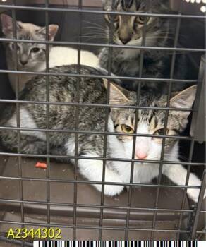 NEBULA -  Domestic Short Hair Cat for Adoption in West Palm Beach, Florida - NEBULA | PetCurious