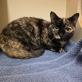 Dustina -  Domestic Short Hair Cat for Adoption in Waynesboro, Pennsylvania - Dustina | PetCurious