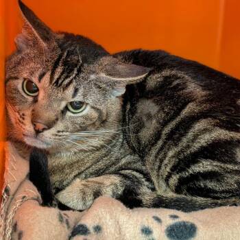 Domestic Short Hair Cats Available for Adoption in Salt Lake City, Utah - Rowdy | PetCurious