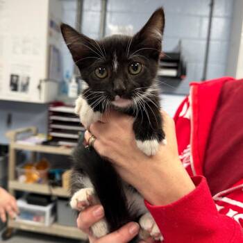 Branch -  Domestic Medium Hair Cat for Adoption in Martinsville, Virginia - Branch | PetCurious