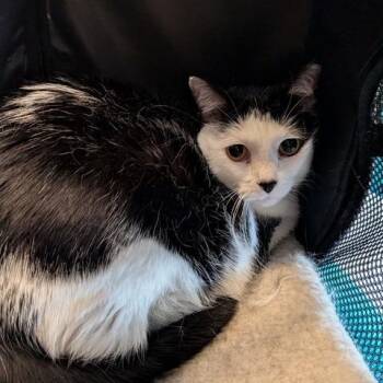 Kate -  Domestic Short Hair Cat for Adoption in Brentwood, Missouri - Kate | PetCurious