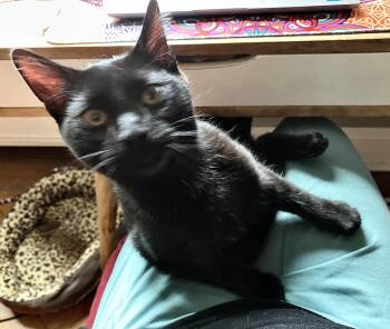 Domestic Short Hair Cats Available for Adoption in Philadelphia, Pennsylvania - Maksim Maskimovich | PetCurious