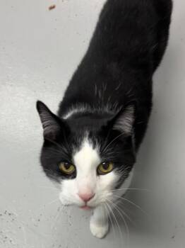Luke 26 -  Domestic Short Hair Cat for Adoption in Youngtown, Arizona - Luke 26 | PetCurious