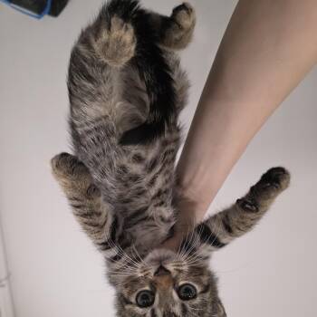 Wonder -  Domestic Short Hair and Tabby Cat for Adoption in Mastic, New York - Wonder | PetCurious