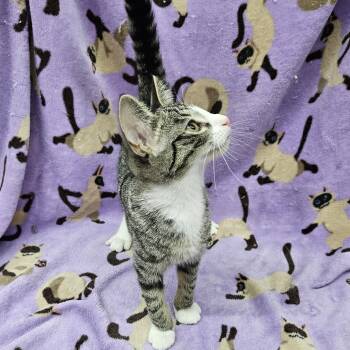 Sushi -  Domestic Short Hair Cat for Adoption in Antioch, Illinois - Sushi | PetCurious