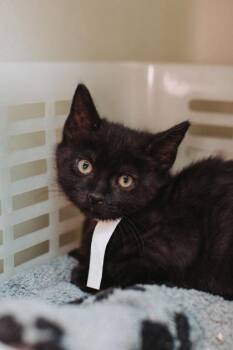 92996A Beverly -  Domestic Short Hair Cat for Adoption in North Charleston, South Carolina - 92996A Beverly | PetCurious