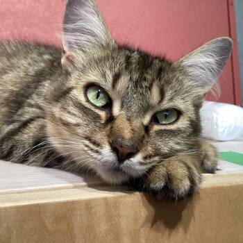 Birdie -  Tabby Cat for Adoption in Stanstead, Quebec - Birdie | PetCurious