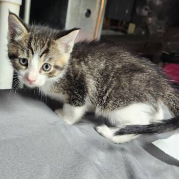 Bretzel Bite -  Domestic Short Hair Cat for Adoption in Middletown, Ohio - Bretzel Bite | PetCurious