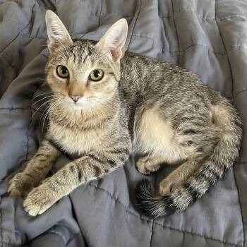 Evergreen -  Domestic Short Hair Cat for Adoption in Bentonville, Arkansas - Evergreen | PetCurious