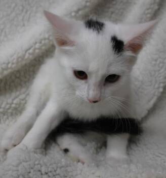 Becky -  Domestic Long Hair Cat for Adoption in Thief River Falls, Minnesota - Becky | PetCurious
