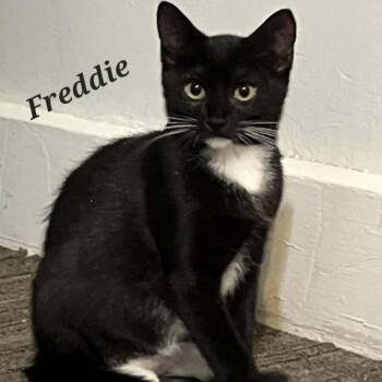 Domestic Short Hair Cats Available for Adoption - Freddie | PetCurious