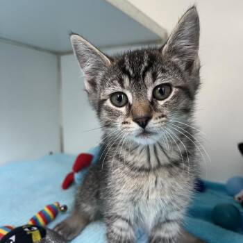 Domestic Short Hair Cats Available for Adoption in Newark, New Jersey - Orbit | PetCurious