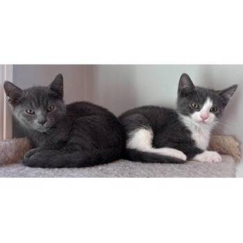 Sketch Dell (adopt with a sibling) -  Domestic Short Hair Cat for Adoption in Hudson, Massachusetts - Sketch Dell (adopt With A Sibling) | PetCurious