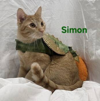 Simon -  Domestic Short Hair Cat for Adoption in Whitewater, Wisconsin - Simon | PetCurious