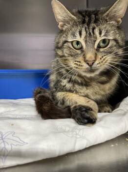 Domestic Short Hair Cats Available for Adoption in Ferndale, Michigan - Brandon Scott III | PetCurious
