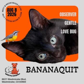 Bananaquit -  Domestic Short Hair Cat for Adoption in Westminster, California - Bananaquit | PetCurious