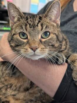 CHER -  Domestic Short Hair Cat for Adoption in Canfield, Ohio - CHER | PetCurious