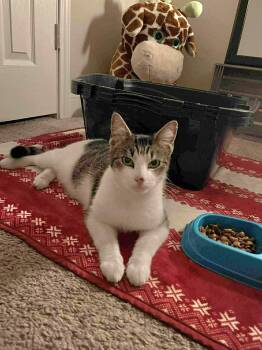 Domestic Short Hair Cats Available for Adoption - Sophie - Playful And Sweet | PetCurious