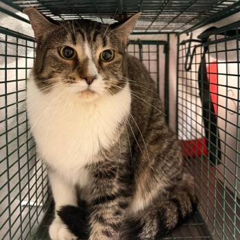Sassy -  Domestic Short Hair Cat for Adoption in Columbus, Georgia - Sassy | PetCurious