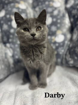 Rescue Russian Blue and Domestic Medium Hair Cats for Adoption in Buford, Georgia - Darby | PetCurious