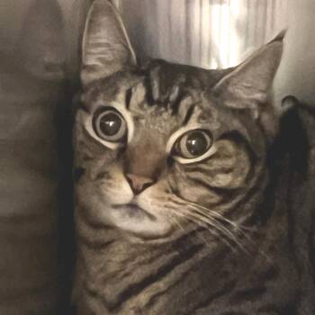 Kitty Hoover -  Domestic Short Hair Cat Available for Adoption in Port Townsend, Washington - Kitty Hoover | PetCurious